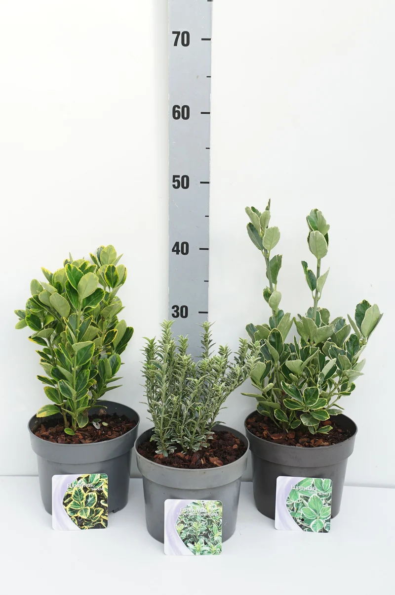 Euonymus japonicus i sorter C2 (2 liters kruka) 20+ cm