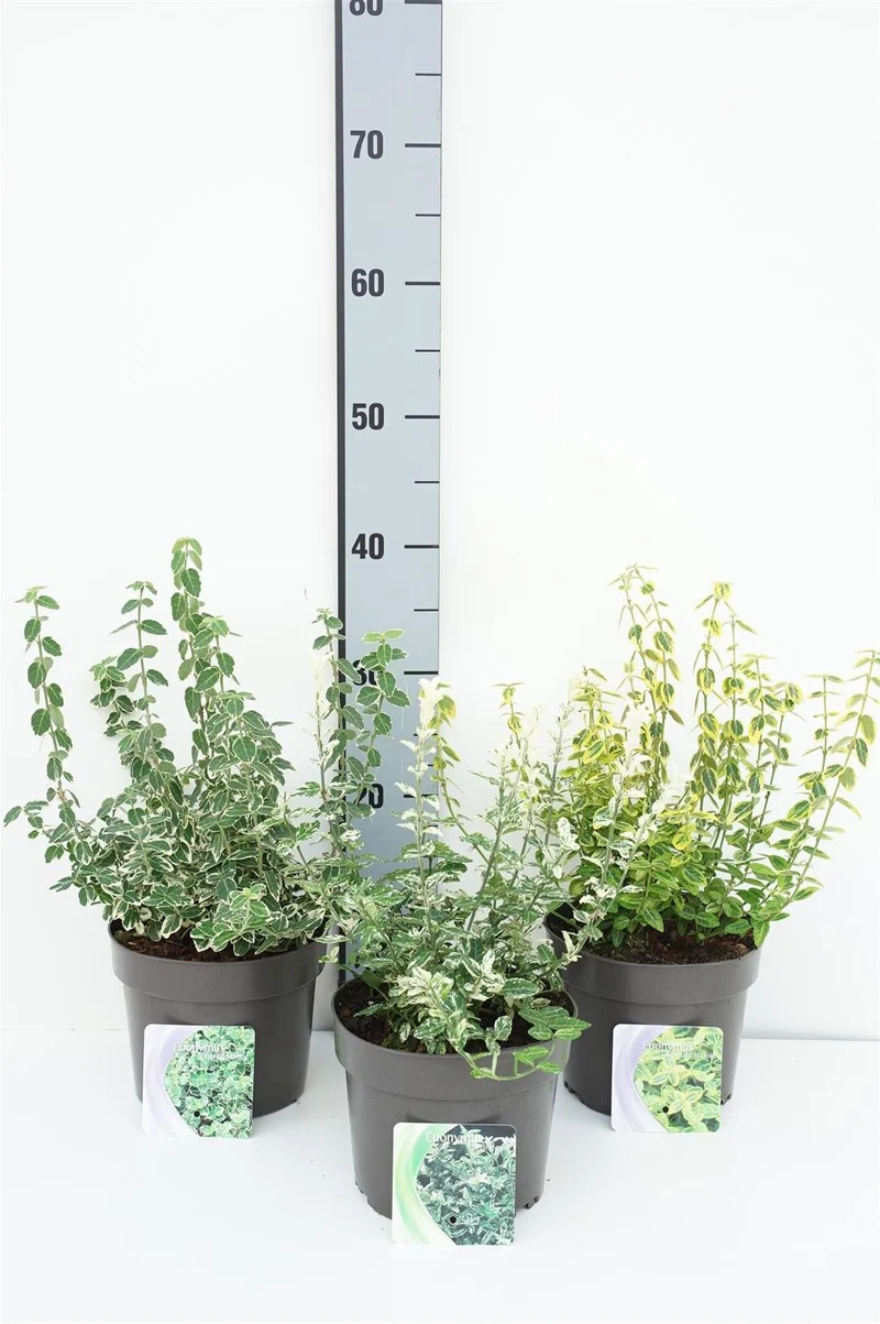 Euonymus fort. 'Mix' C2 (2 liters kruka / 17 cm kruka) 20-25 cm