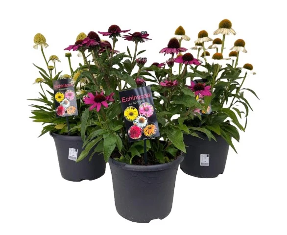 Echinacea i olika sorter C5 (5 liters kruka) 30-40 cm