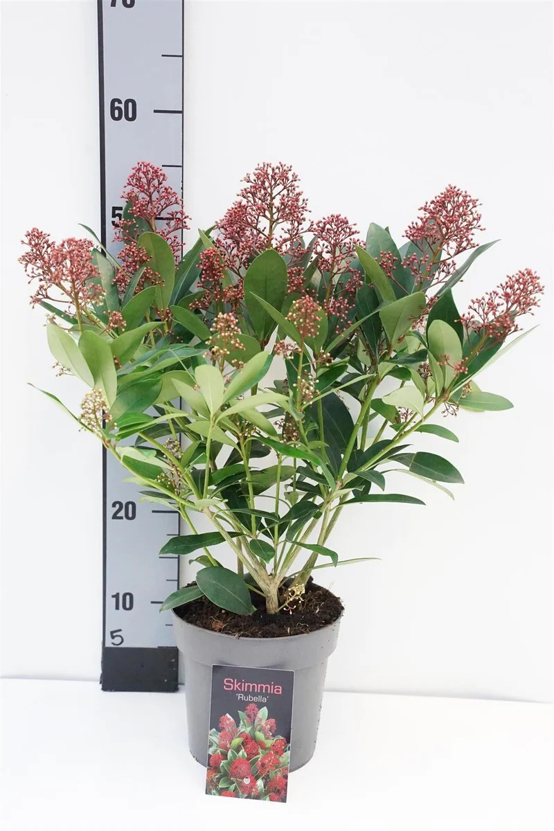Skimmia j. 'Rubella' C2 (2 liters kruka) 30-35 cm