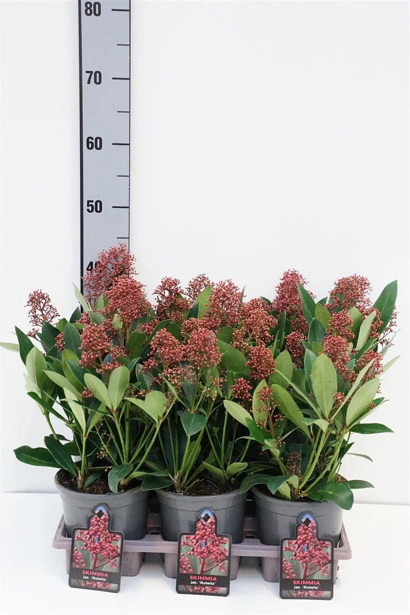 Skimmia j. 'Rubella' C1,5 (1,5 liters kruka) 20-25 cm