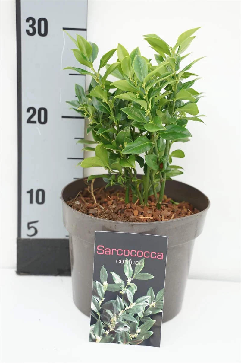 Sarcococca confusa C2 (2 liters kruka) / 17 cm kruka 20-25 cm