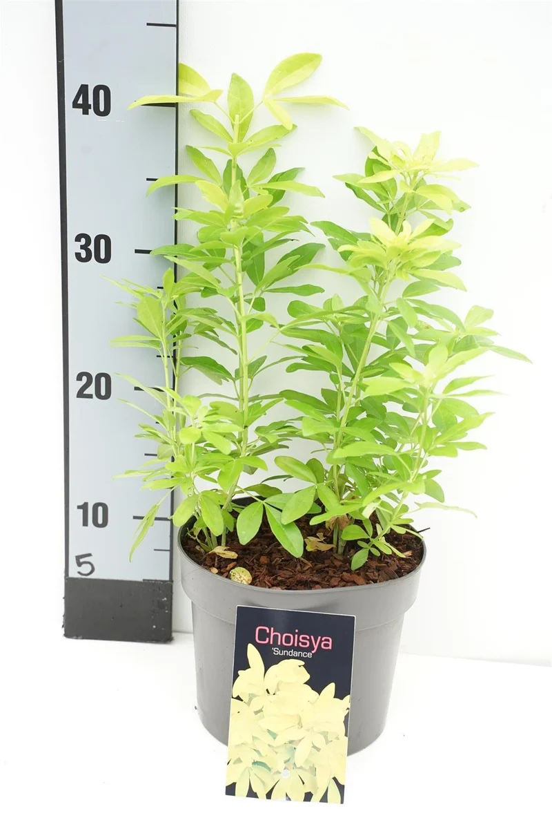 Choisya ternata 'Sundance' C2 (2 liters kruka) 25-30 cm