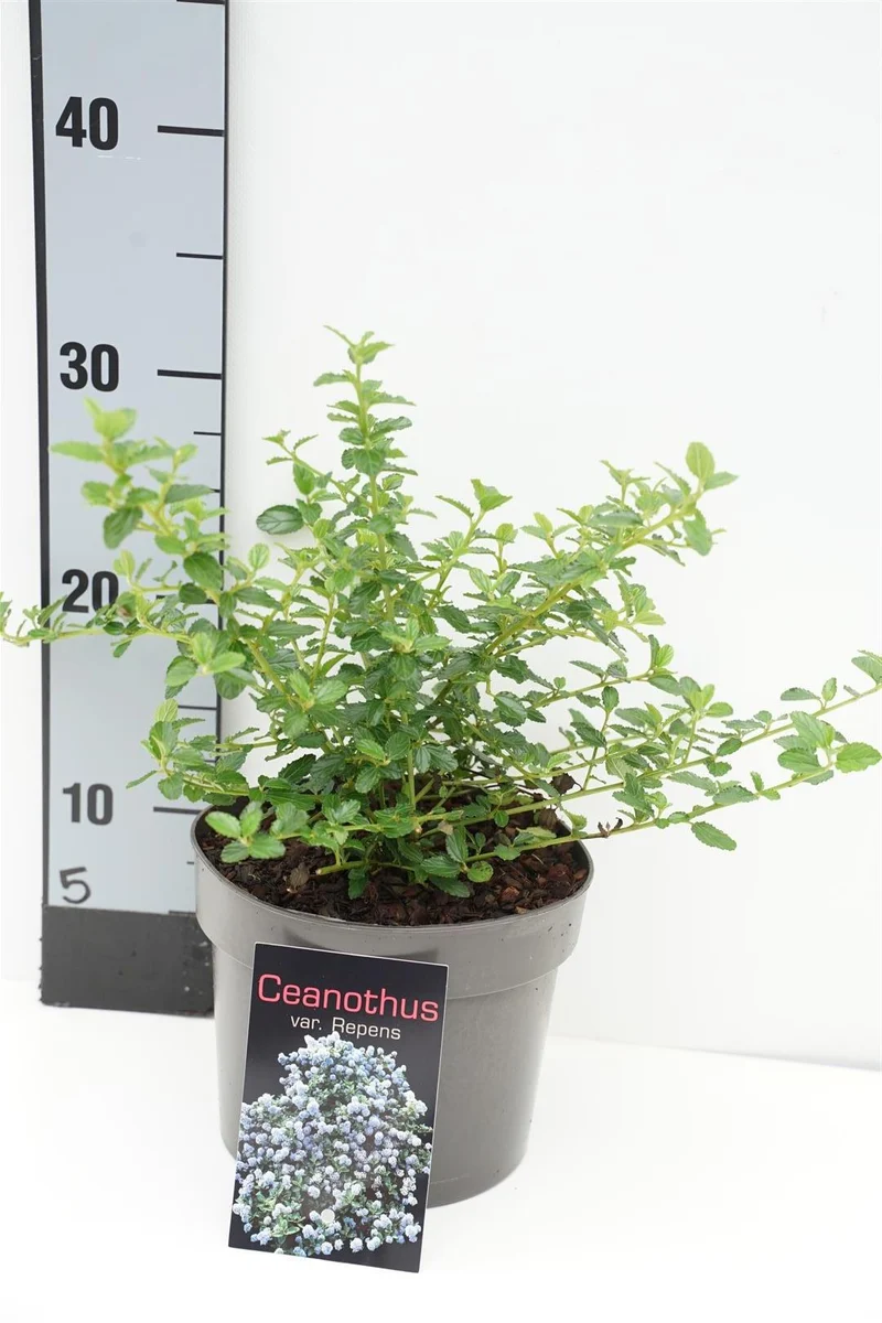 Ceanothus thyrs. repens C2 (2 liters kruka) 20-25 cm