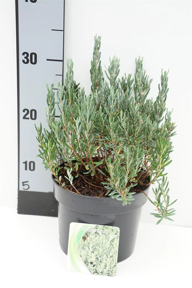 Andromeda polifolia 'Blue Lagoon' C2 (2 liters kruka) 20-25 cm