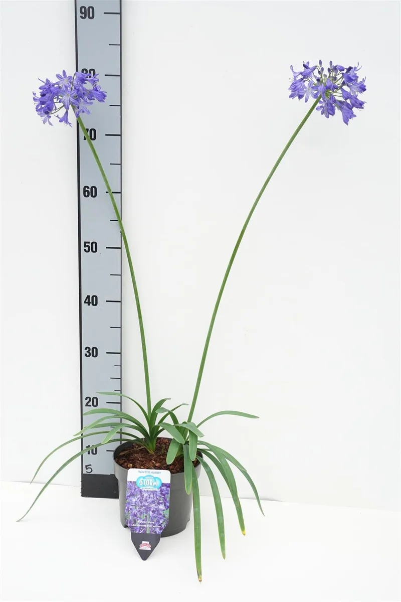 Agapanthus praecox 'Winter Storm' C2 (2 liters kruka) 20-25 cm