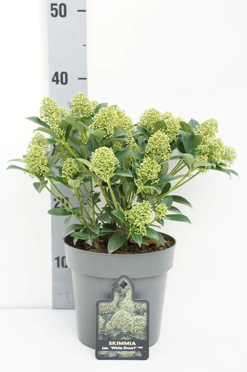 Skimmia j. 'White Dwarf' C2 (2 liters kruka) 15-20 cm