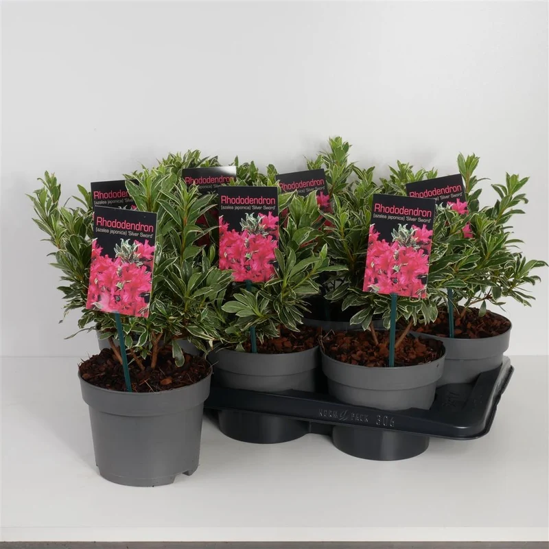 Rhododendron (AJ) 'Silver Sword' C2 (2 liters kruka) 20-25 cm