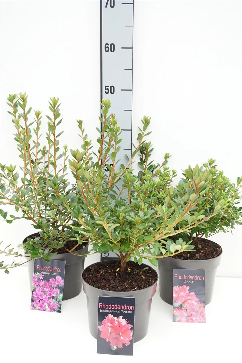 Rhododendron (AJ) sorter C2 (2 liters kruka) 20-25 cm