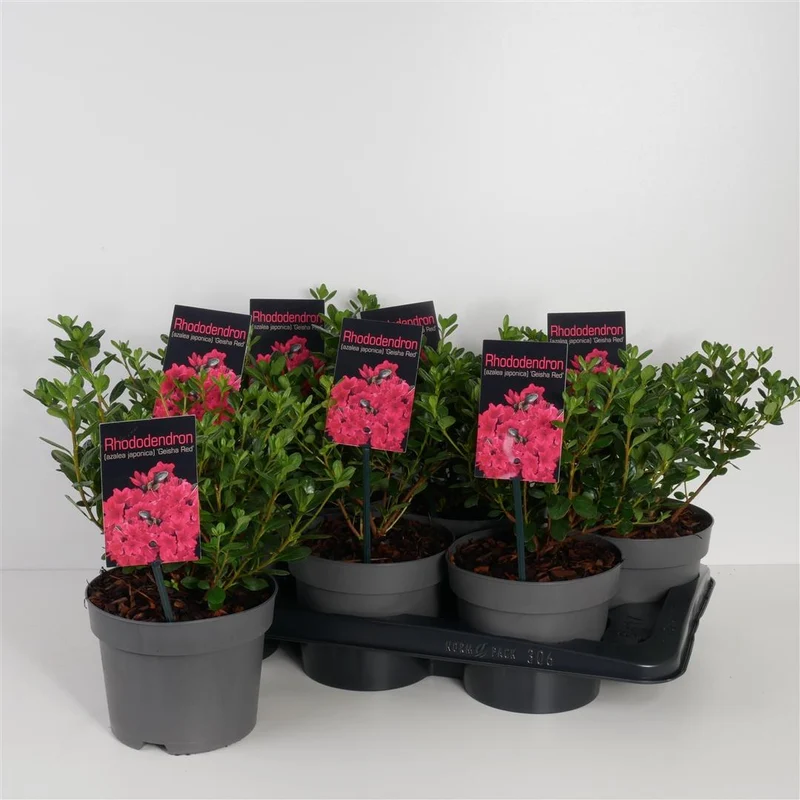 Rhododendron (AJ) 'Geisha Red' 20-25 cm C2 (2 liters kruka)