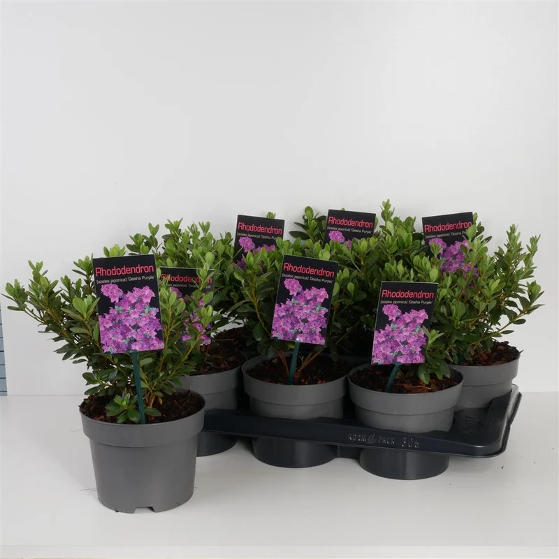 Rhododendron (AJ) 'Geisha Purple' C2 (2 liters kruka) 20-25 cm