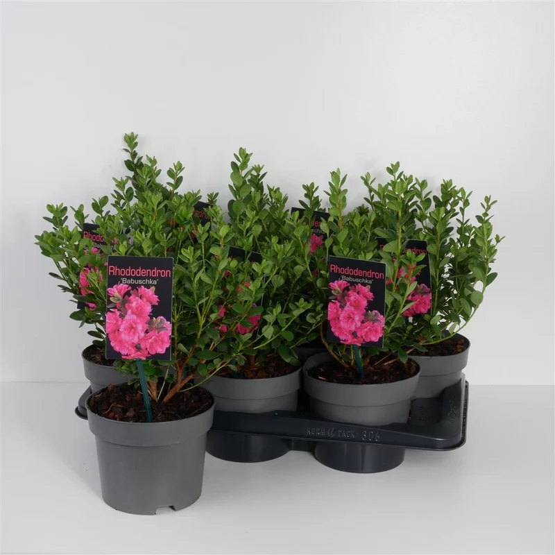 Rhododendron 'Babuschka' C2 (2 liters kruka) 20-25 cm