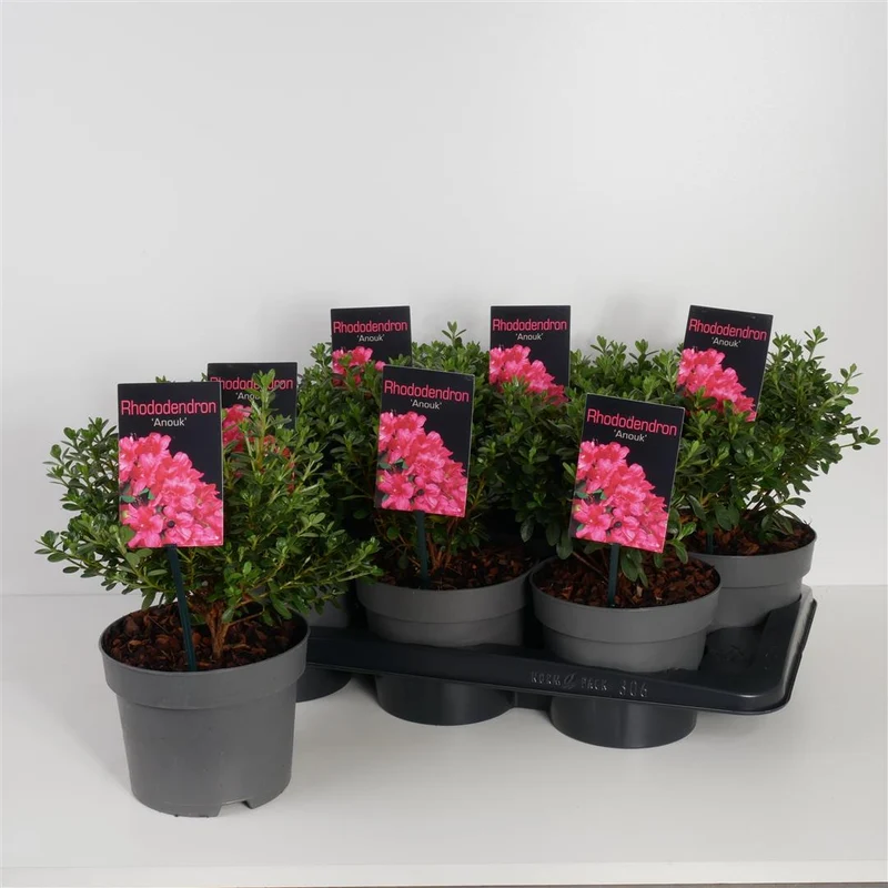 Rhododendron (AJ) 'Anouk' C2 (2 liters kruka) 20-25 cm