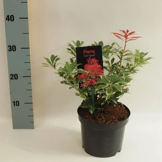Pieris japonica 'Carnaval' C2 (2 liters kruka) 20-25 cm
