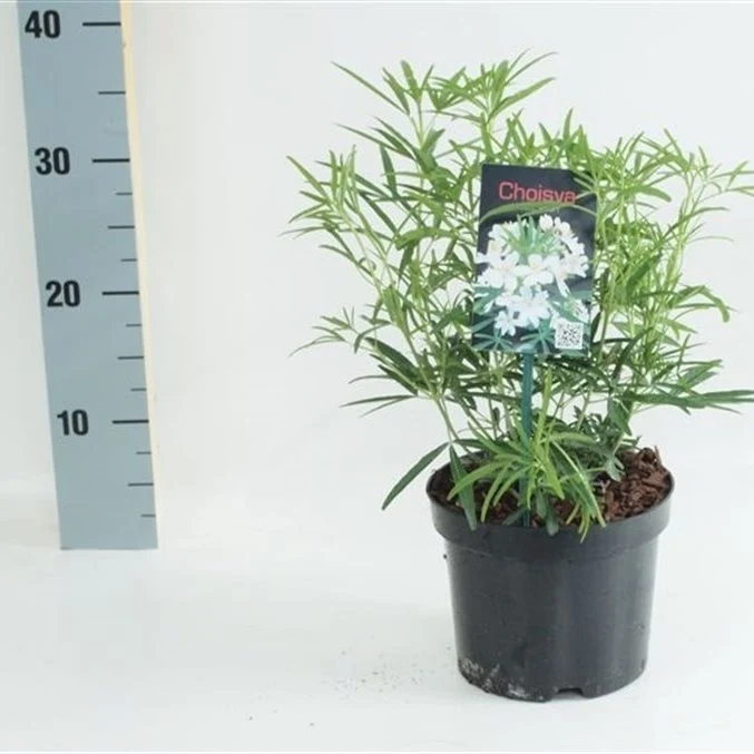 Choisya 'Aztec Pearl' C2 (2 liters kruka) 20-25 cm