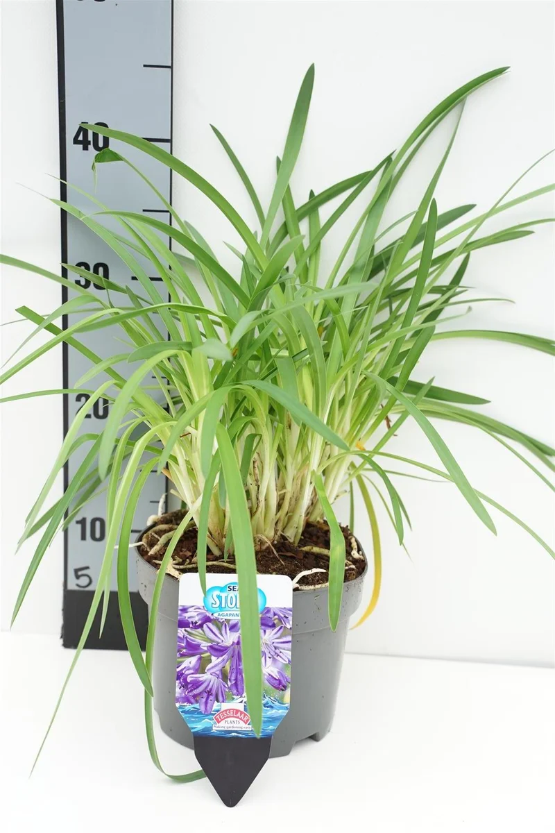 Agapanthus praecox 'Sea Storm'® C2 (2 liters kruka) 20-25 cm
