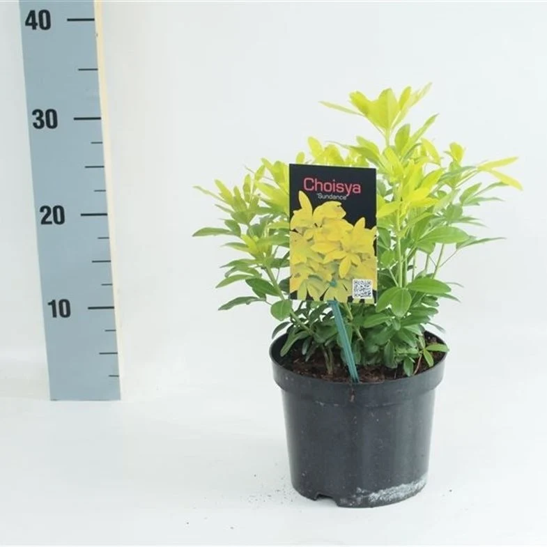 Choisya ternata 'Sundance' C2 (2 liters kruka) 20-25 cm