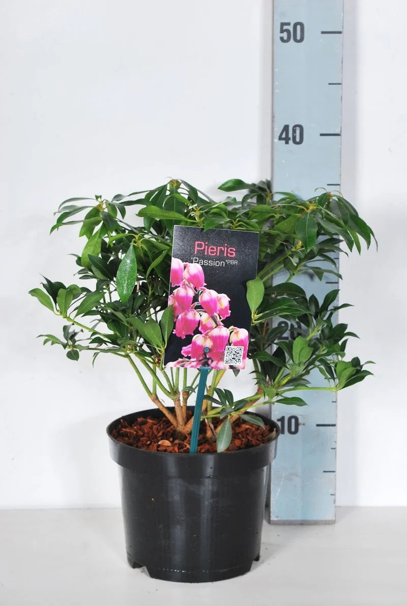 Pieris japonica 'Passion' C2 (2 liters kruka) 20-25 cm