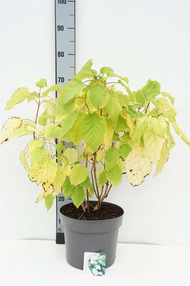 Hydrangea arborescens 'Annabelle' C7,5 (7,5 liters kruka) 50-60 cm