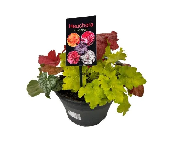Heuchera i sorter C5 (5 liters kruka) 20-25 cm