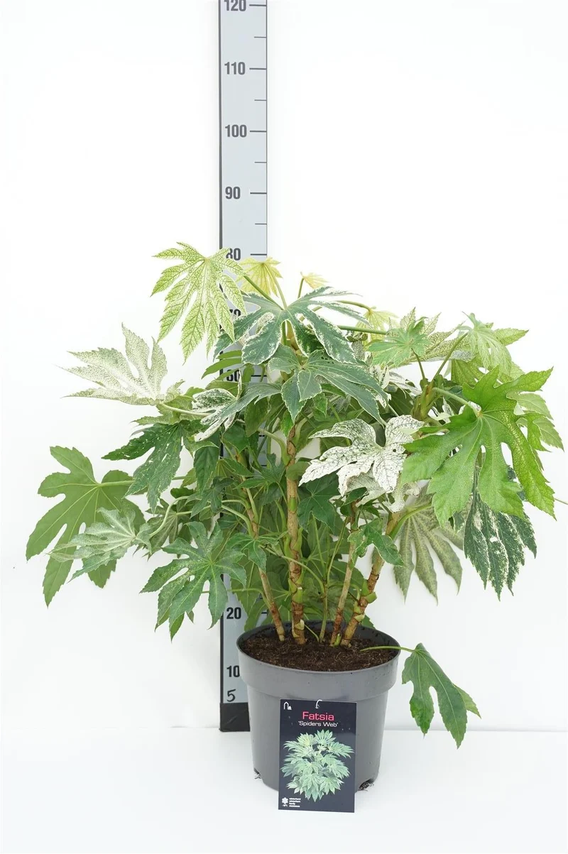 Fatsia jap. 'Spiders Web' C7,5 (7,5 liters kruka) 60-80 cm