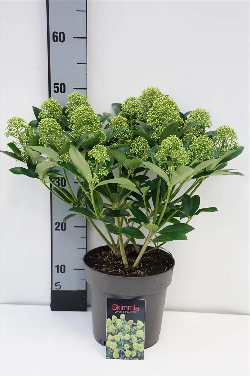 Skimmia j. 'White Globe' C3 (3 liters kruka) 30-40 cm