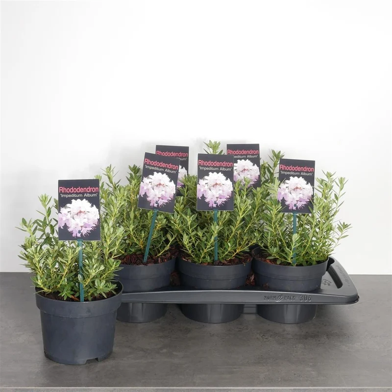 Rhododendron impeditum 'Album' C2 (2 liters kruka) 20-25 cm