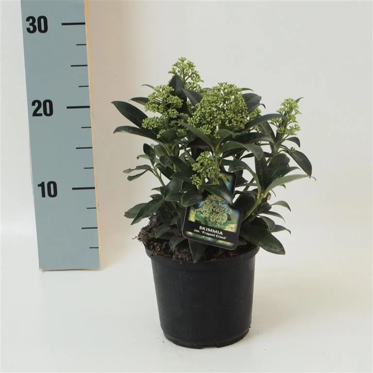 Skimmia japonica 'Fragrant Cloud' C1/P13 (13 cm kruka) 20+ cm