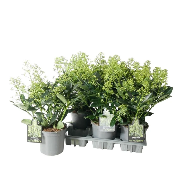 Skimmia japonica 'Finchy' C1,5 (1,5 liters kruka) 20-25 cm