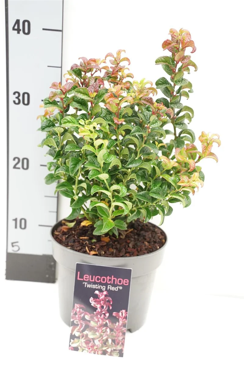 Leucothoe axillaris 'Twisting Red' C2 (2 liters kruka) 20-25 cm