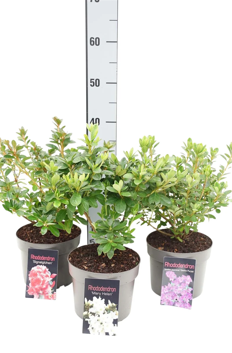 Rhododendron (AJ) i sorter C2 (2 liters kruka) 20+ cm