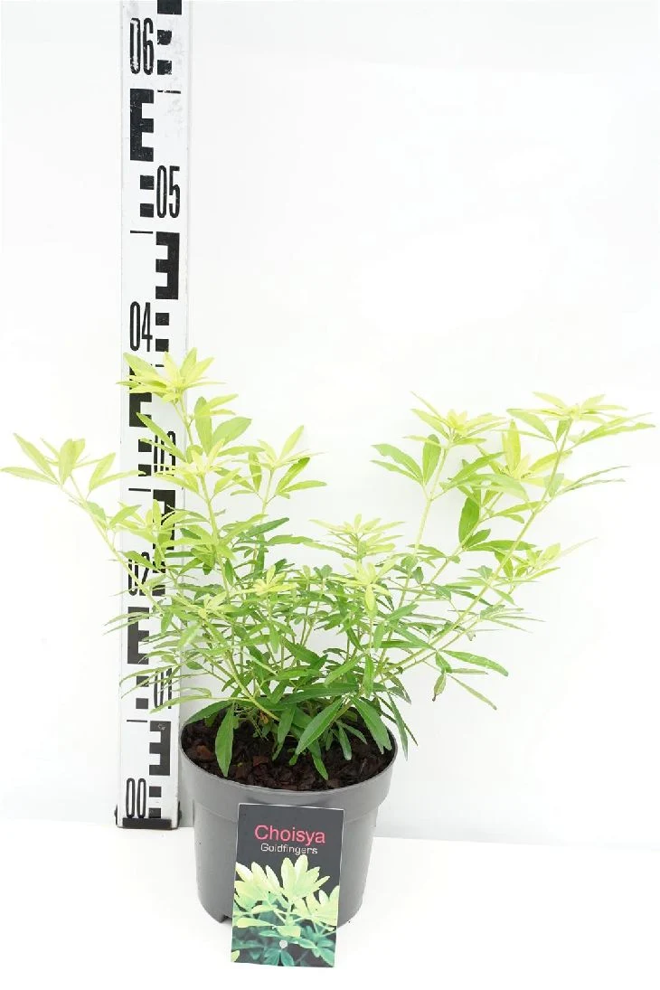 Choisya ternata 'Goldfingers' C2 (2 liters kruka) / 17 cm kruka 20-25 cm