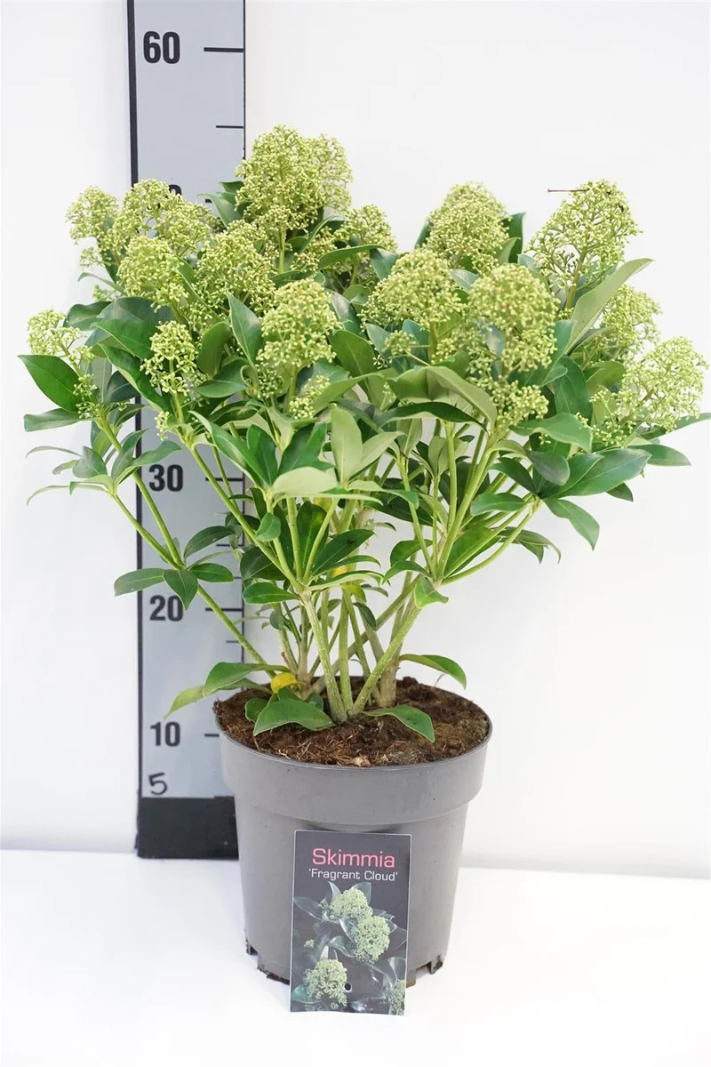 Skimmia japonica 'Fragrant Cloud' C3 (3 liters kruka) 30-35 cm