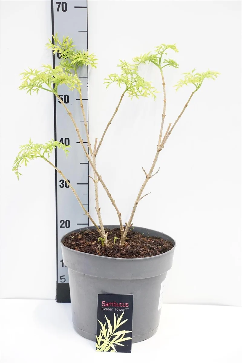 Sambucus nigra 'Golden Tower' C7,5 (7,5 liters kruka) 40-60 cm