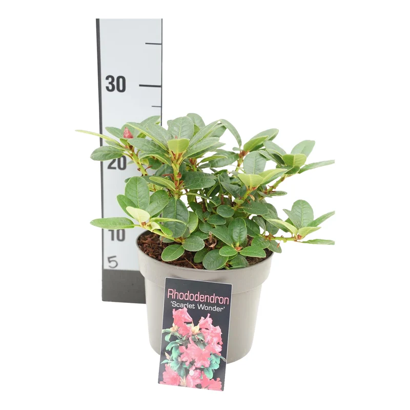 Rhododendron (F) 'Scarlet Wonder' 20-25 cm (C2 / 17 cm kruka)