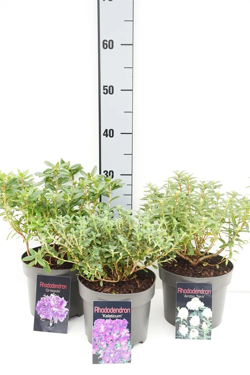 Rhododendron i sorter C2 (2 liters kruka) 20-25 cm