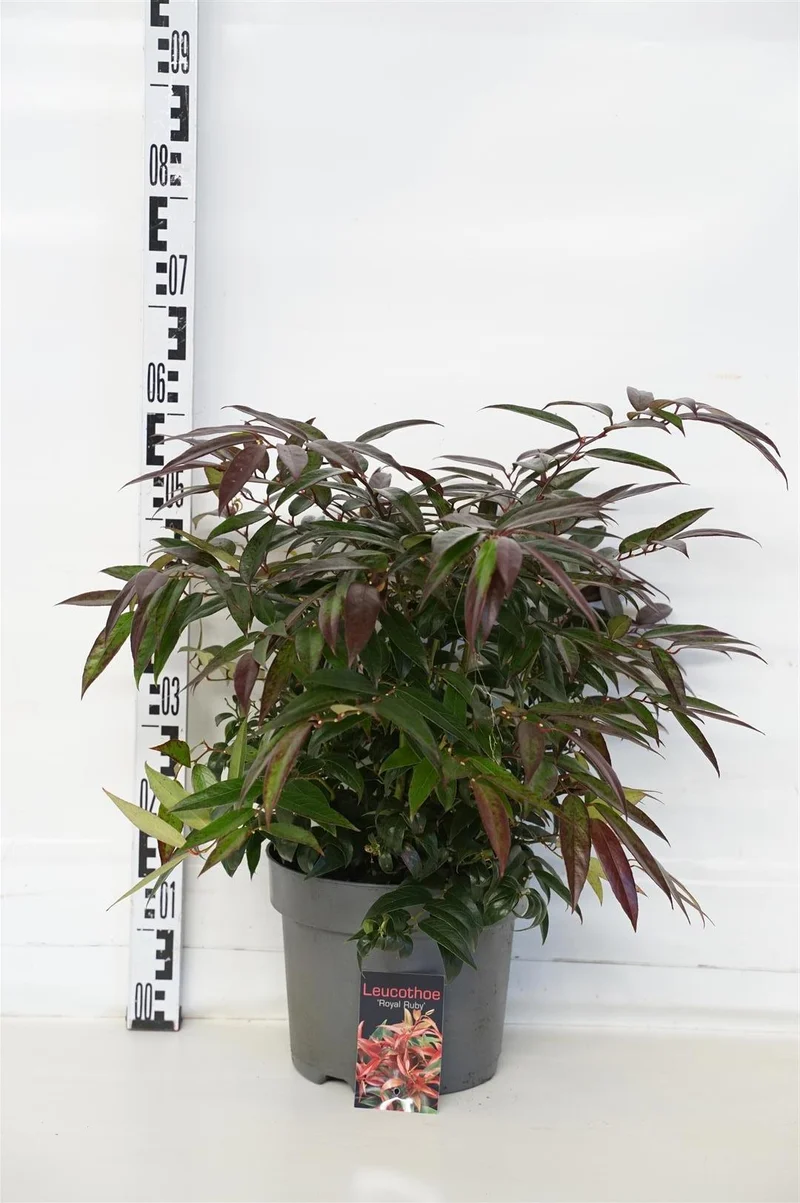 Leucothoe keiskei 'Royal Ruby' C7,5 (7,5 liters kruka) 30-40 cm