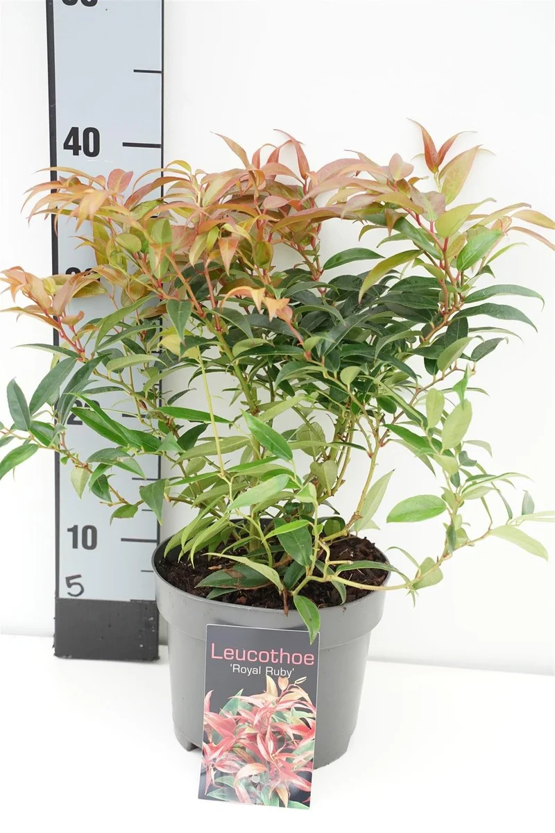 Leucothoe keiskei 'Royal Ruby' C2 (2 liters kruka) 20-25 cm
