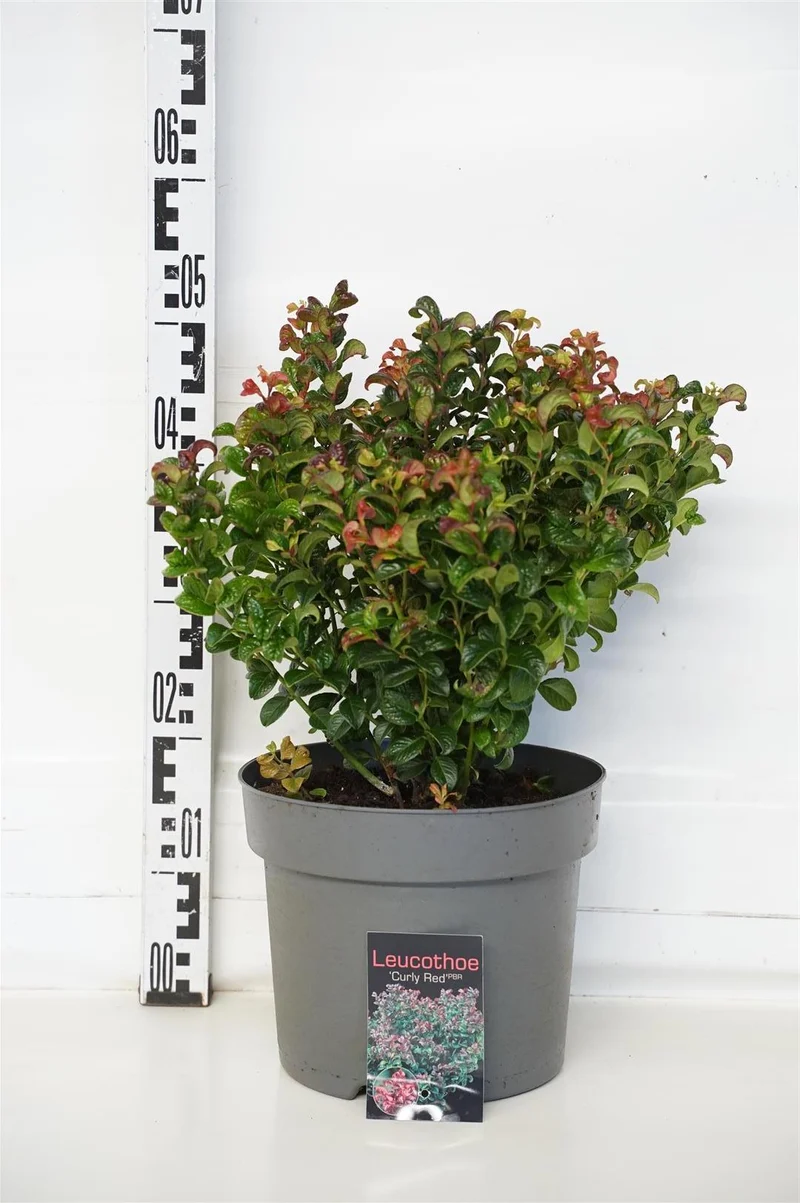 Leucothoe axillaris 'Curly Red' C7,5 (7,5 liters kruka) 30-40 cm