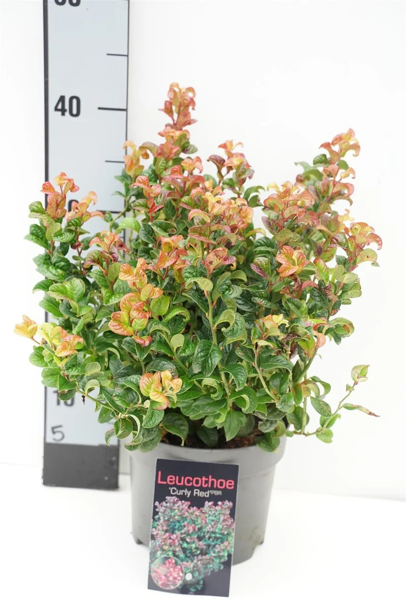 Leucothoe axil. 'Curly Red' C2 (2 liters kruka) 20-25 cm