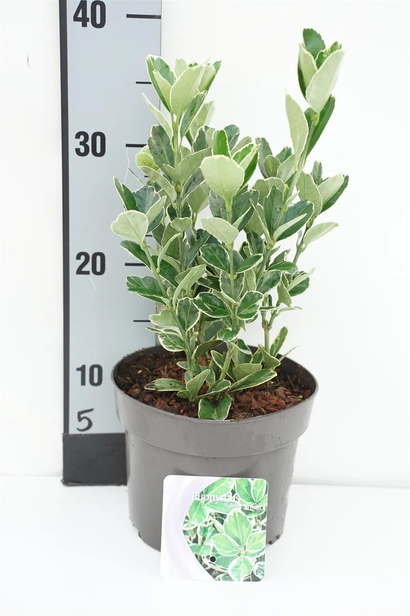 Euonymus jap. 'Silver Simon' 20-25 cm, C2 (2 liters kruka)