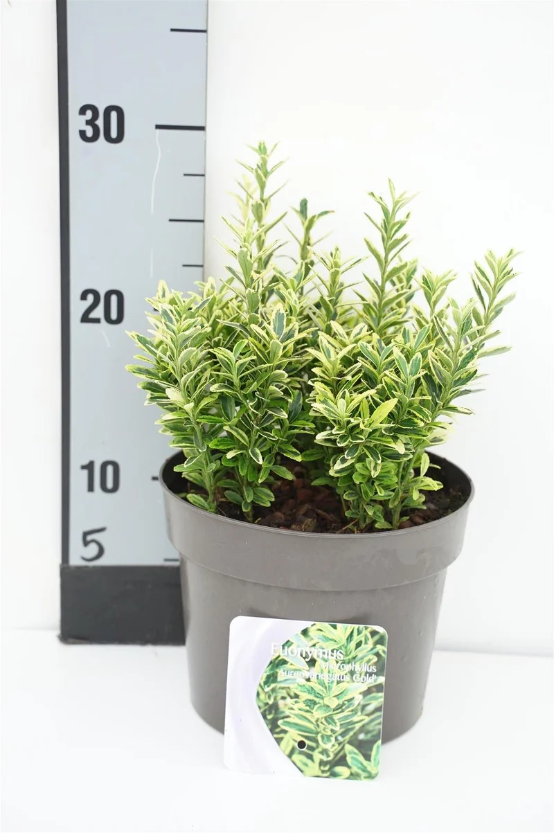 Euonymus jap. 'Micr. Aureo Gold' C2 (2 liters kruka) 20-25 cm