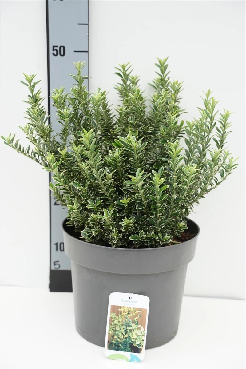 Euonymus jap. 'Micr. Albovar.' C7,5 (7,5 liters kruka) 30-35 cm