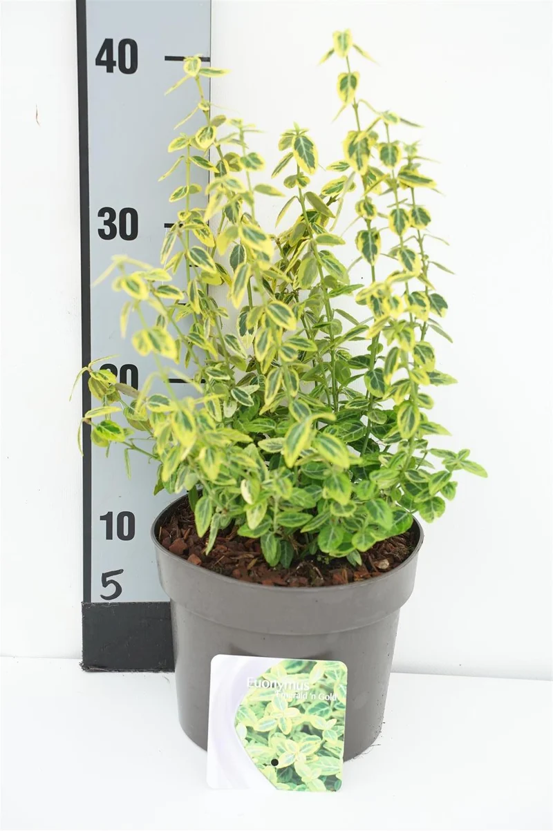 Euonymus fort. 'Emerald 'n 'Gold' C2 (2 liters kruka) 20-25 cm