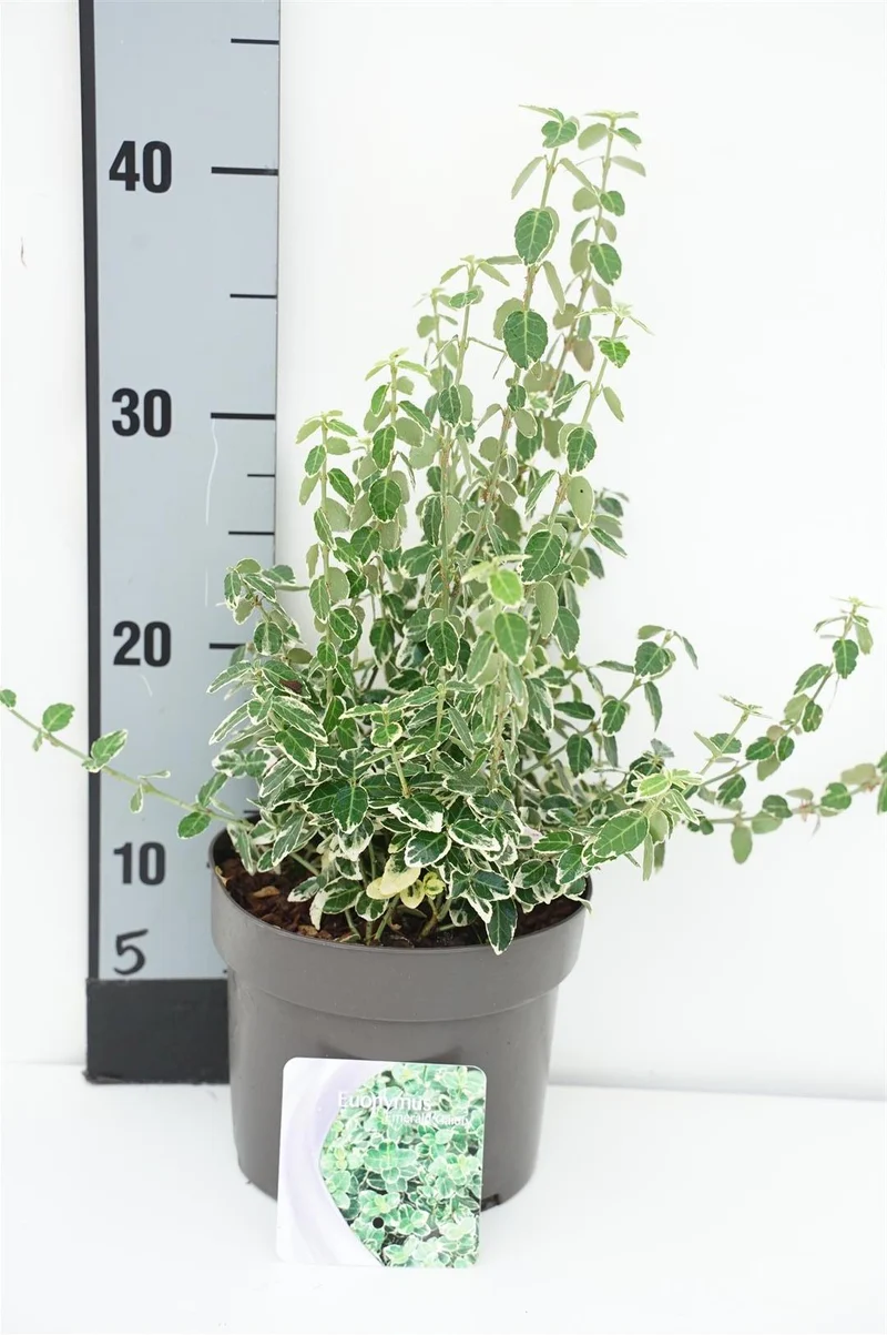 Euonymus fortunei 'Emerald Gaiety' C2 (2 liters kruka) 20-25 cm