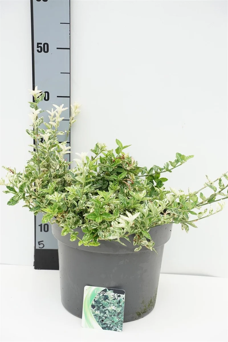 Euonymus fort. 'Harlequin' 30-35 cm, C7,5 (7,5 liters kruka)