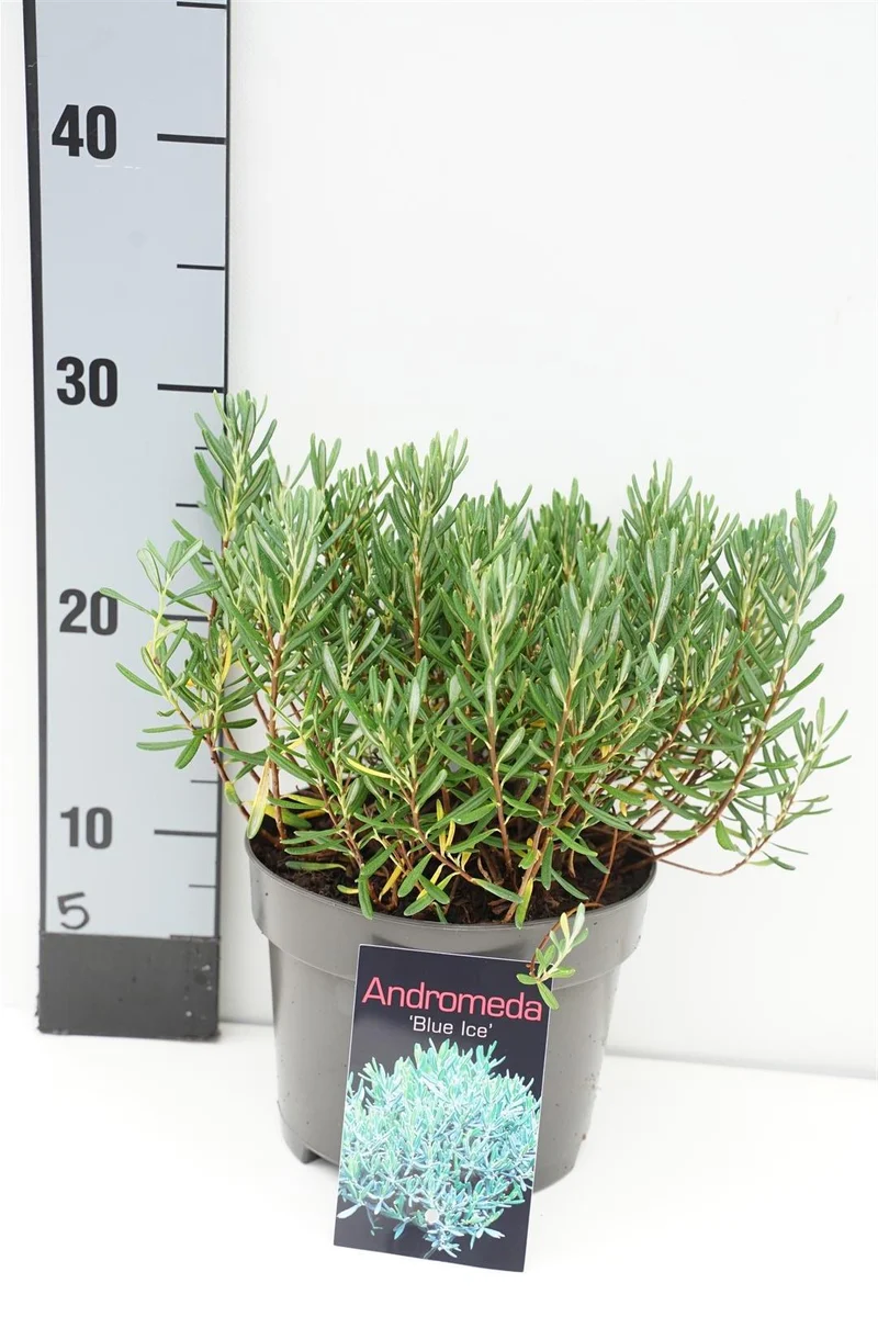 Andromeda polifolia 'Blue Ice' C2 (2 liters kruka) 20-25 cm