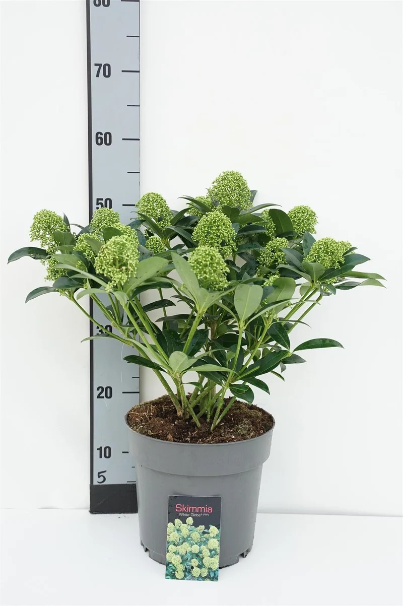 Skimmia japonica 'White Globe' 40-50 cm, C4,5 (4,5 liters kruka)