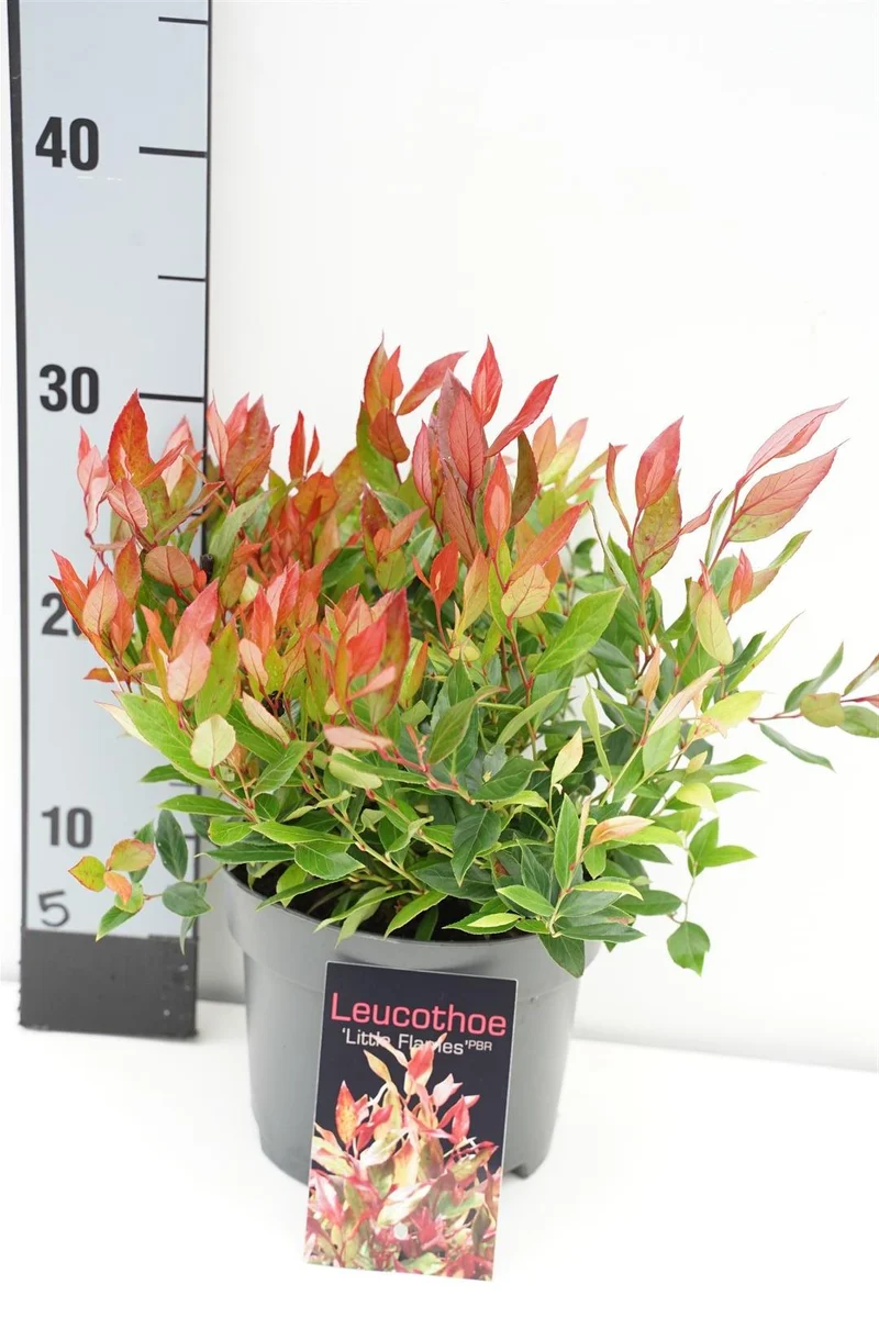 Leucothoe axil. 'Little Flames' C2 (2 liters kruka) 20-25 cm