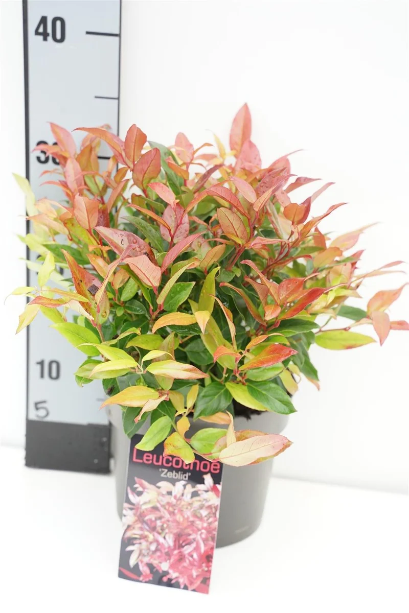 Leucothoe 'Zeblid' C2 (2 liters kruka) 20-25 cm